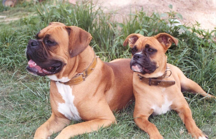 Boxer :) 