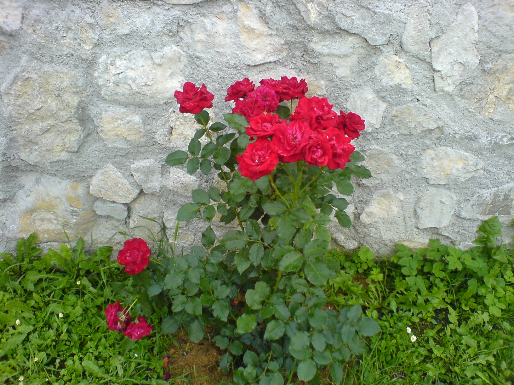 roses, beautiful roses