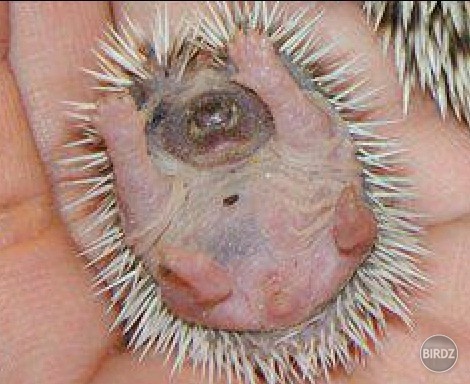 Narodil sa ježko.