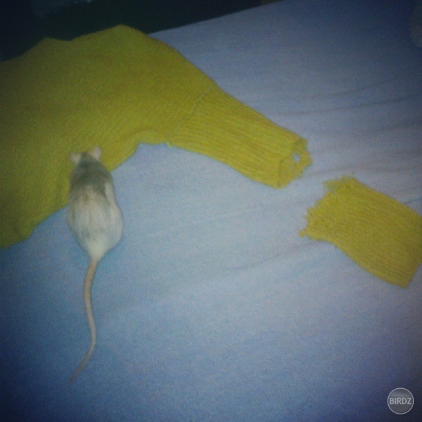 proste moja jerry. aneb - mala som sveter :)