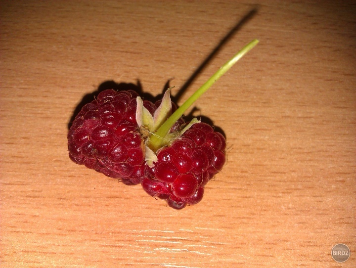 lebo kockata malina =D
