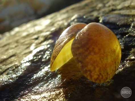 Mušľa 