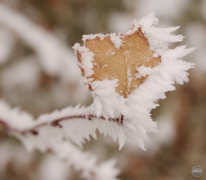 Frozen heart