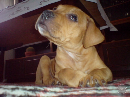 bobi :)