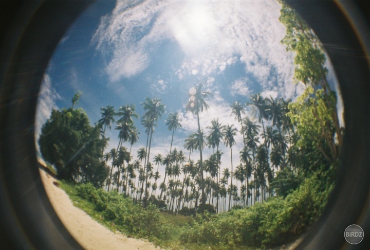 Palmiškovy raj 