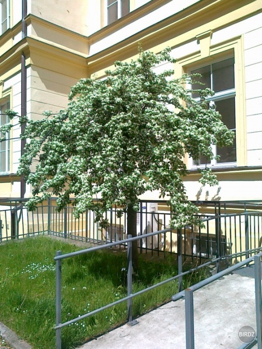 květnový strom