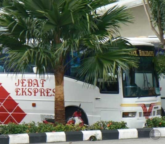 jebat expres 