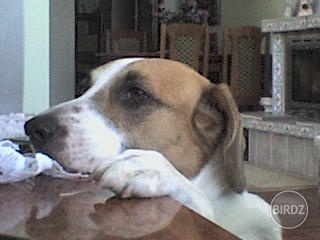 moj lolo