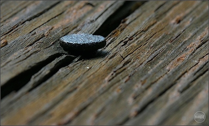 Formes et des Lignes / Bois et des Ongles (Hasselblad H4D-40)