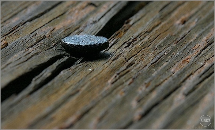 Formes et des Lignes / Bois et des Ongles (Hasselblad H4D-40)