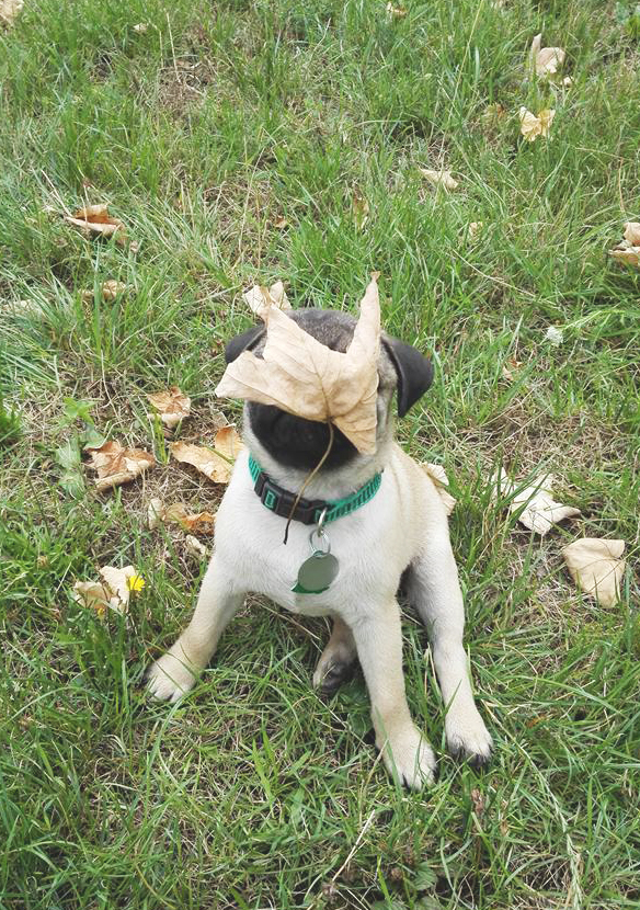 Leaves destroyer :-D