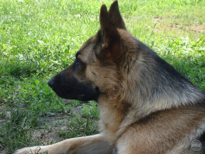 Obrázok