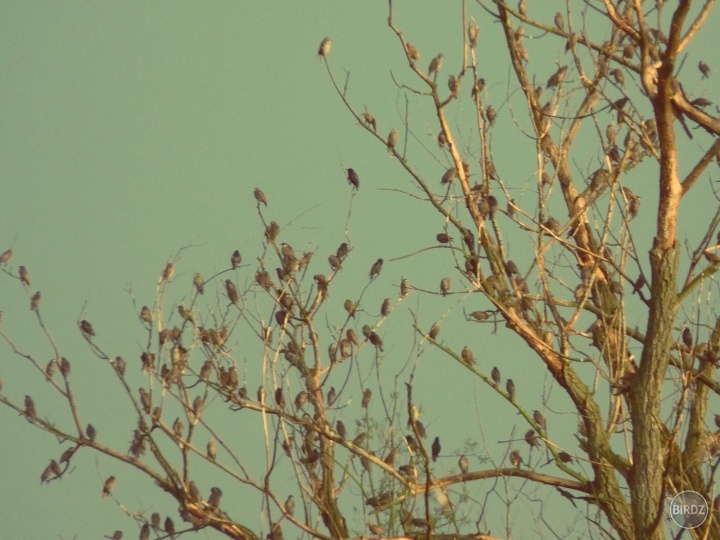 birds(z)