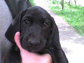 po druhy krat moje steniatka :P mam iba jedno ale boli 4 a vsetky rovnake taze...:P