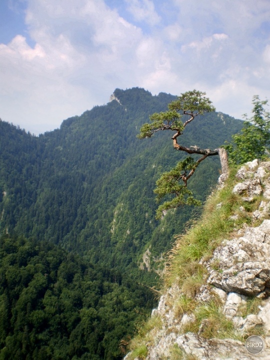 symbol poľských pienin, ktorý nájdete asi na každej prezetácii o poľsku - borovica na Sokolici