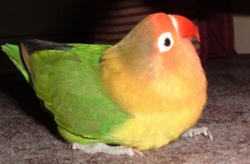 môj papoušek