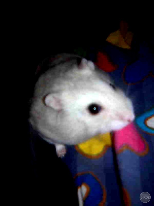 Moj škrečok ;-*