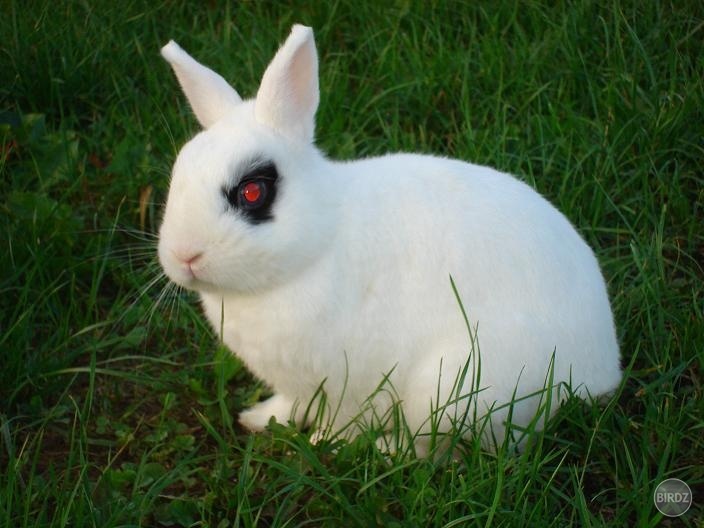 Obrázok