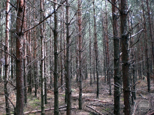 Fake plastic trees