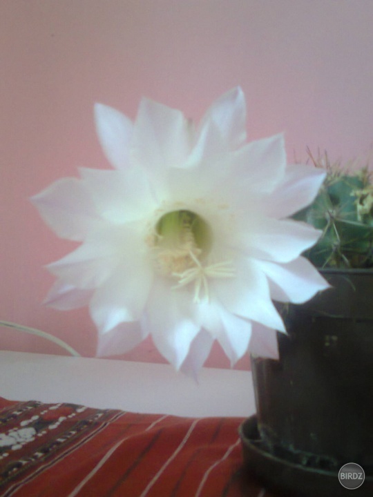 no kaktus hodil další kvet 