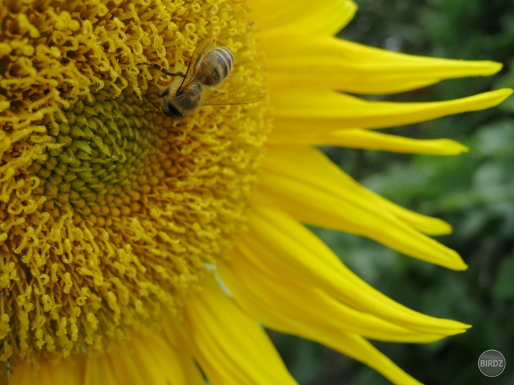 sunflower and bee :)