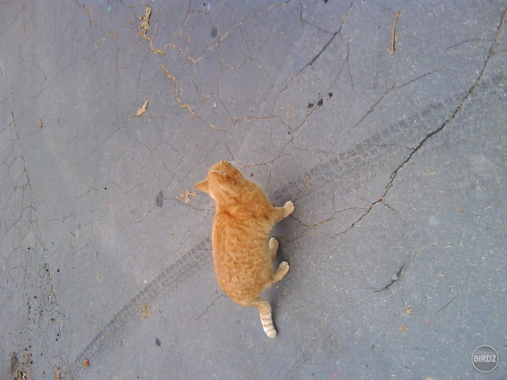 ano ano nemam rada macky no tato nam kazde rano sedi pred skolou..nas Garfield tučny pekny..:)