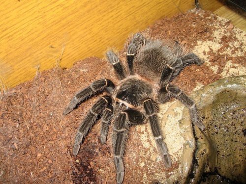 Lasiodora