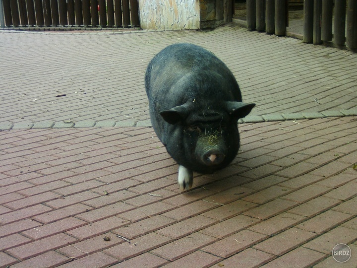 Obrázok