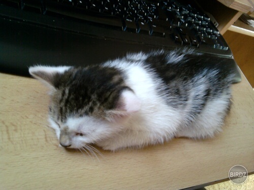 Current photo of my little sleeping kocúr:P...