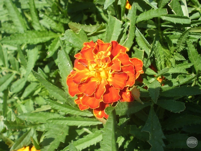 Obrázok