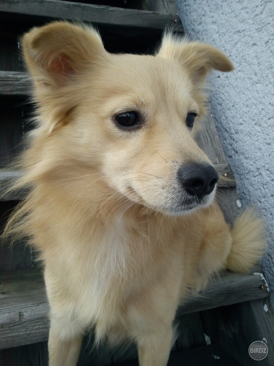 moj pexeso :) Ronald :D