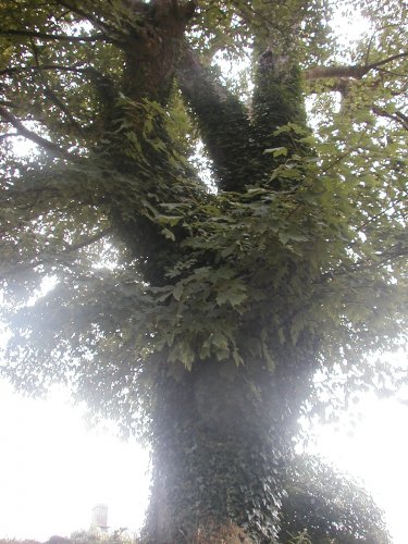 ~~The Menoa Tree~~