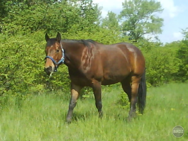 Obrázok