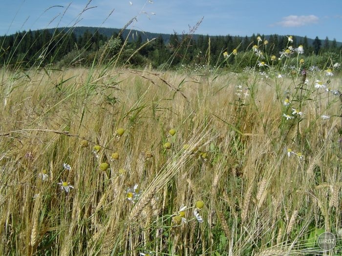 Obrázok