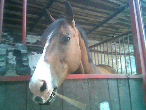lanti
