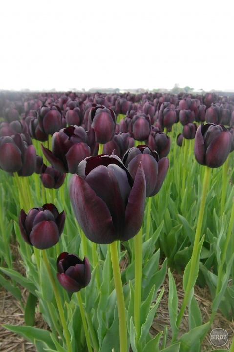 nord holland