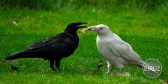 Corvus Corax