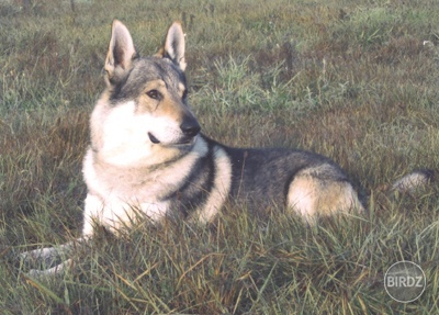 Obrázok