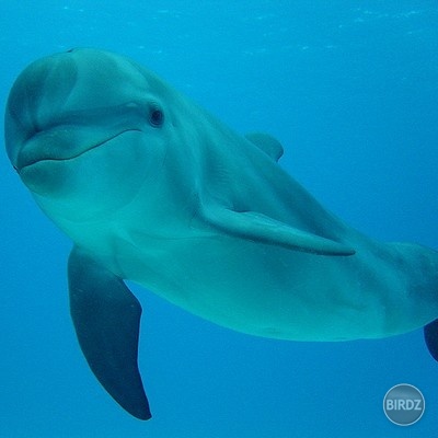Bottlenose dolphin