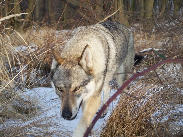 Obrázok