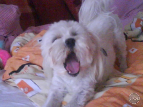 Snoopko (L)