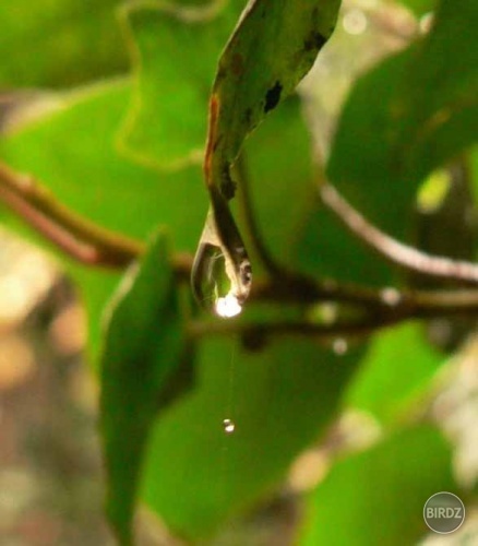 drop