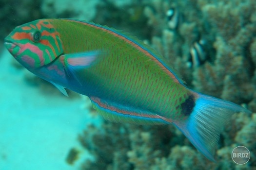 Moon wrasse