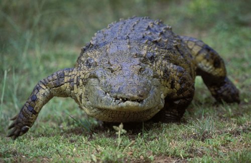 Obrázok
