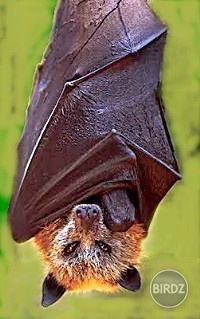 flying fox 