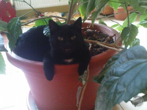 tak videl toto kedy svet, aby mačka spávala v kvetináči? :D