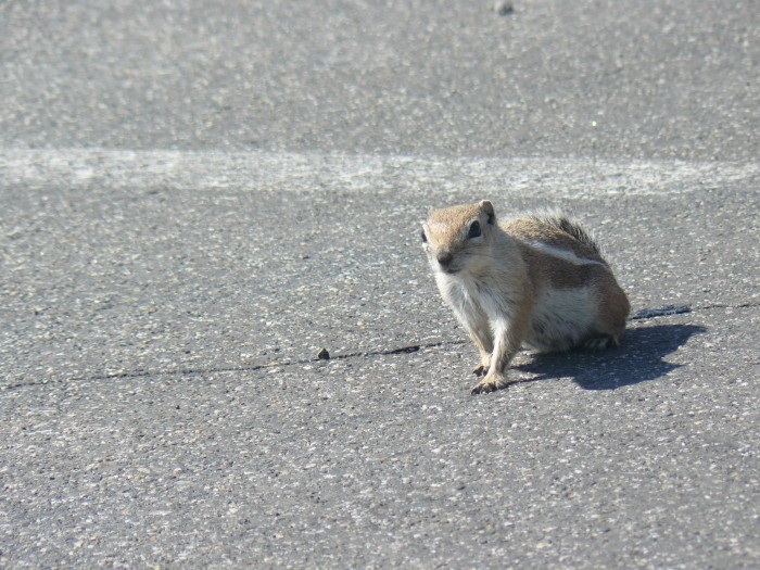 Fešáčisko jeden, Utahský Chipmunk :D
