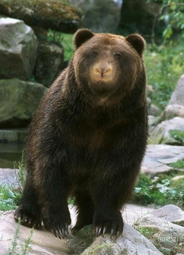 Obrázok
