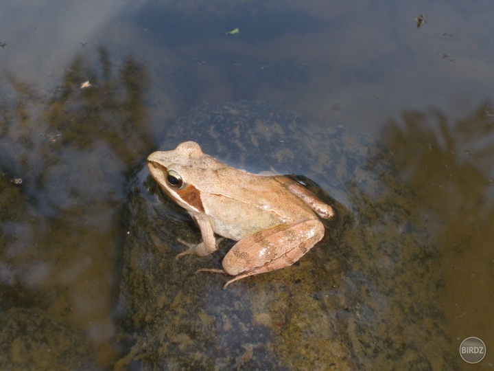 Skokan štíhly (Rana dalmatina)