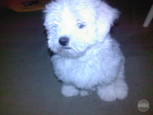 ňuňuňuňuňu .) my dog :D céézarko:D